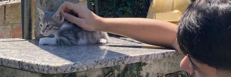Gabe🇦🇹 banner