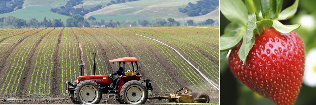 Grower-Shipper Foundation banner