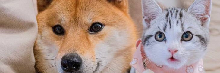 kuwaitivib50's profile banner image