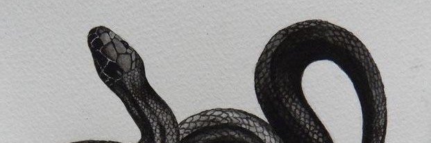 nemean__0001's profile banner image