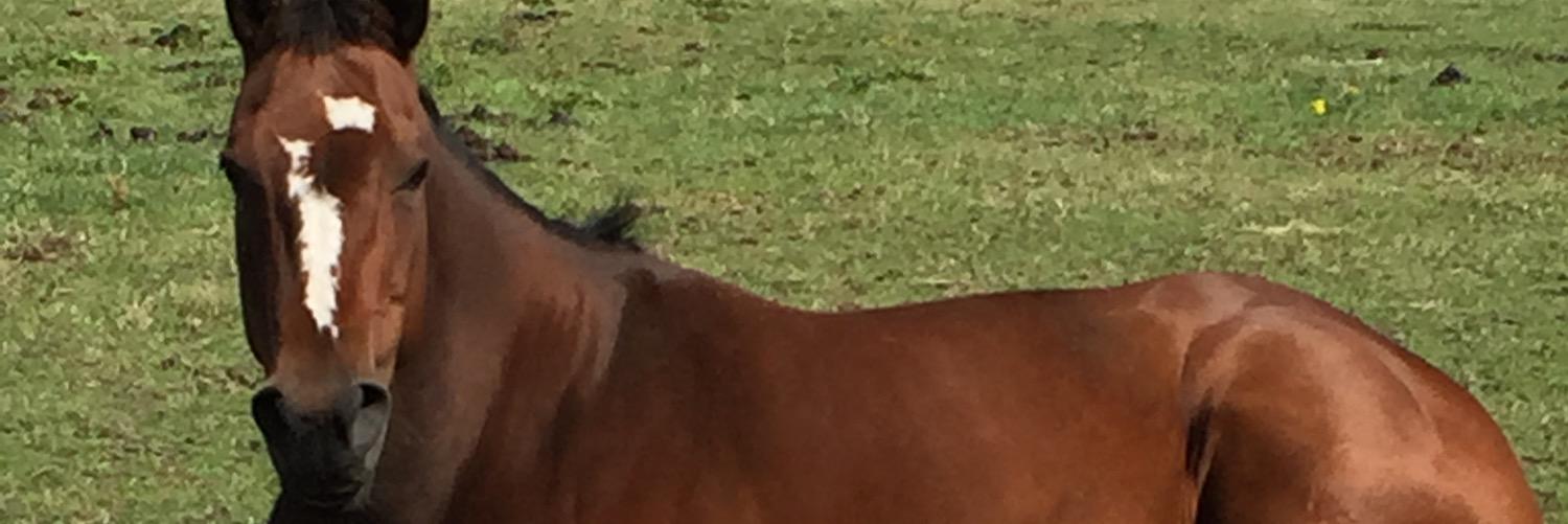 katiewakefield1's profile banner image