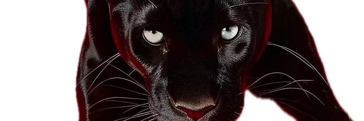 😈Key🫟 banner
