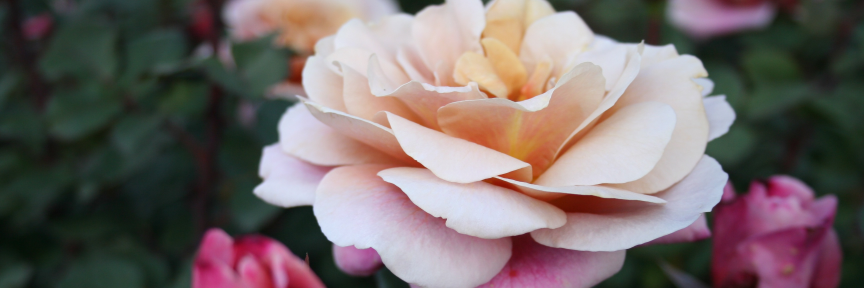 CastleByDesign's profile banner image