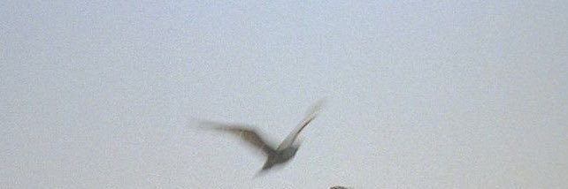 ᴳᴴᴬᴵᵀᴴ𓍼ོ banner