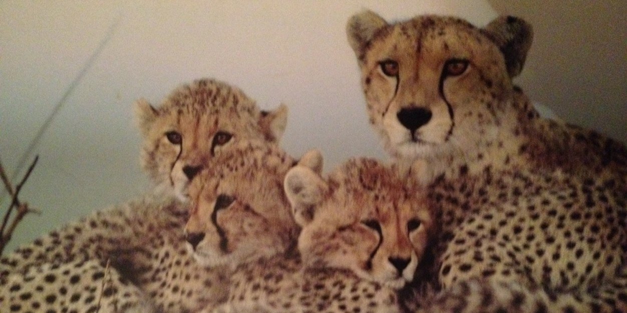 L_Cheetah's profile banner image