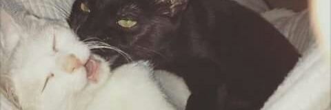 GirlHeavy_'s profile banner image
