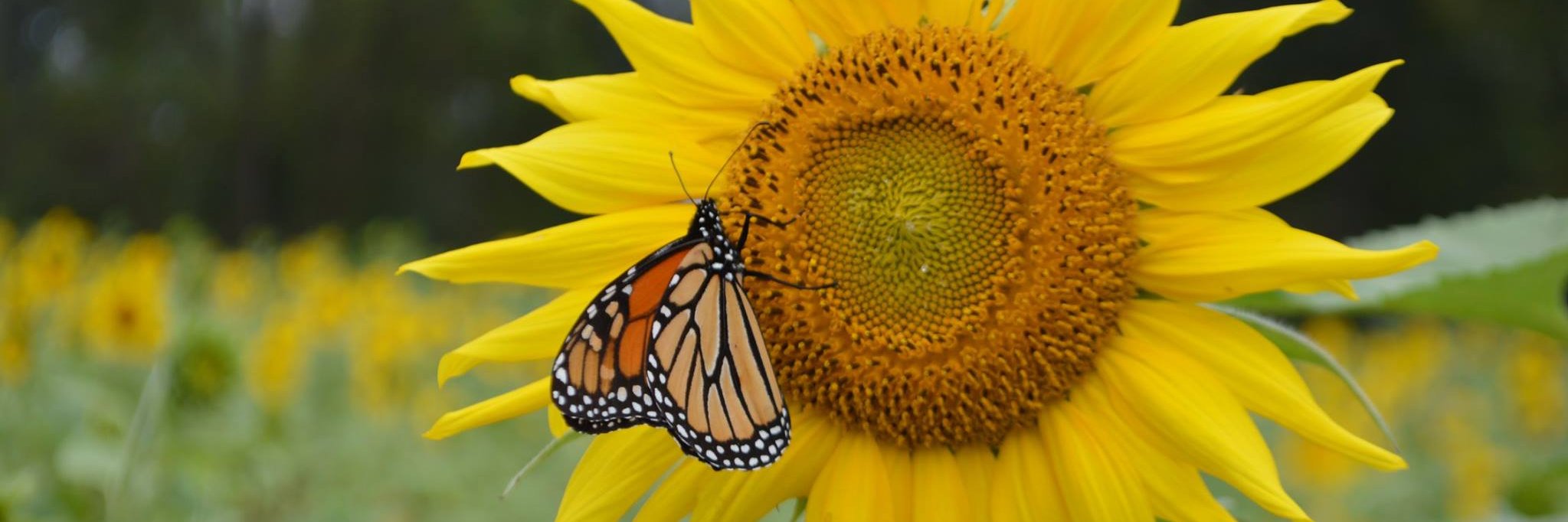 devin_althoff's profile banner image