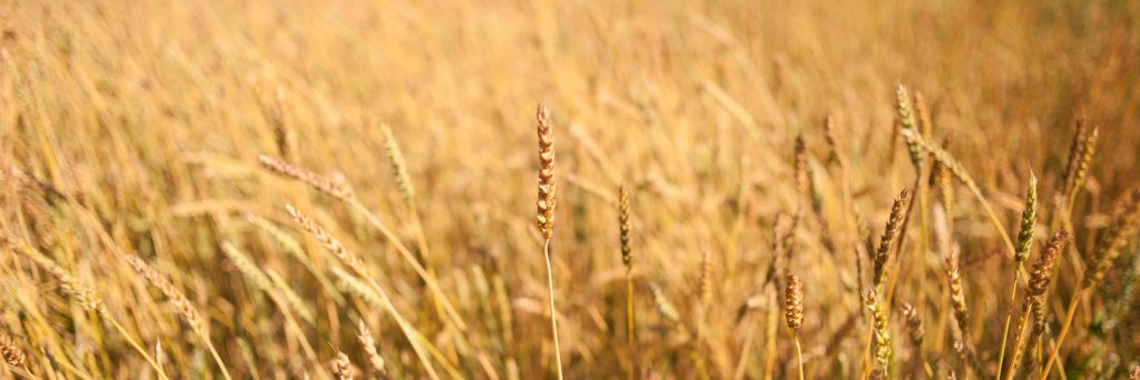 MaineGrains's profile banner image