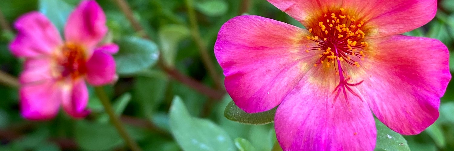 L_Plemons's profile banner image