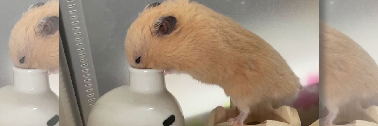 hamster_daizu's profile banner image