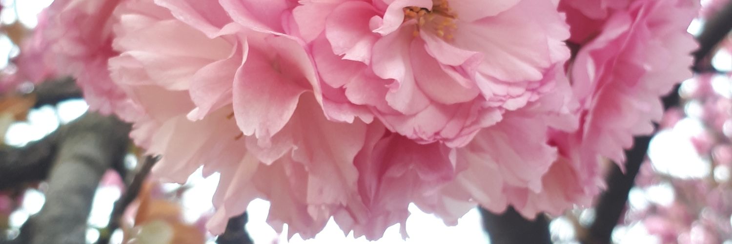 MinHoPink's profile banner image