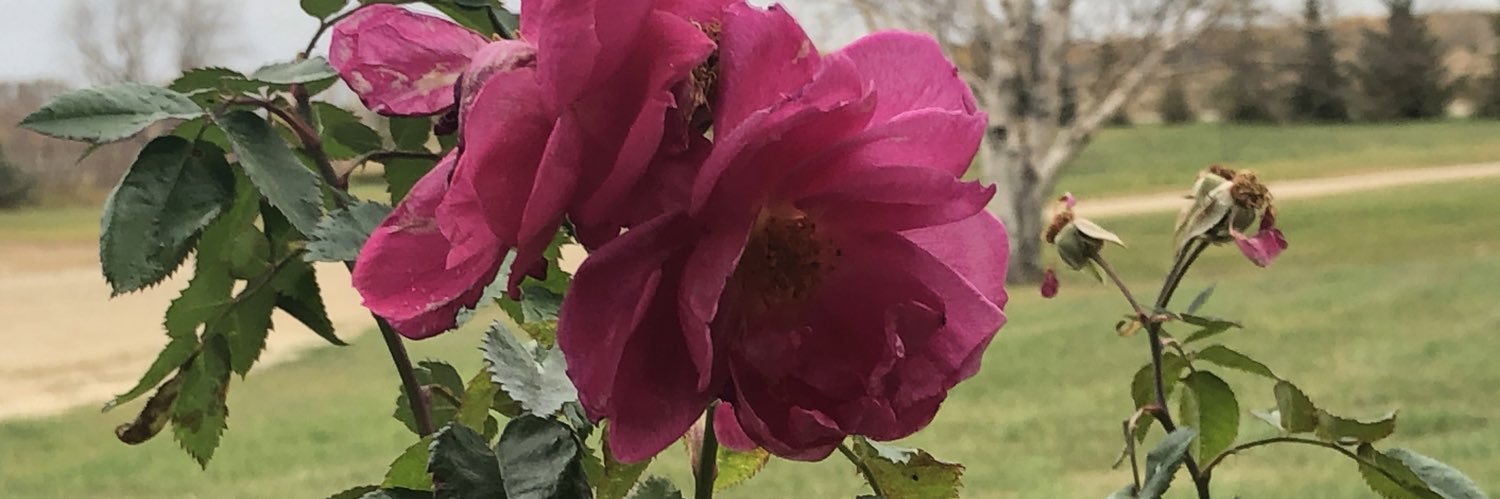 Elizsumner's profile banner image