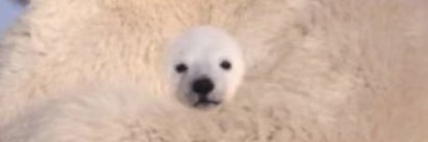 MeowLuka Profile Banner