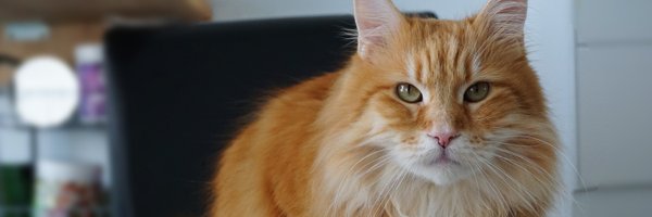 rotkehlchen Profile Banner