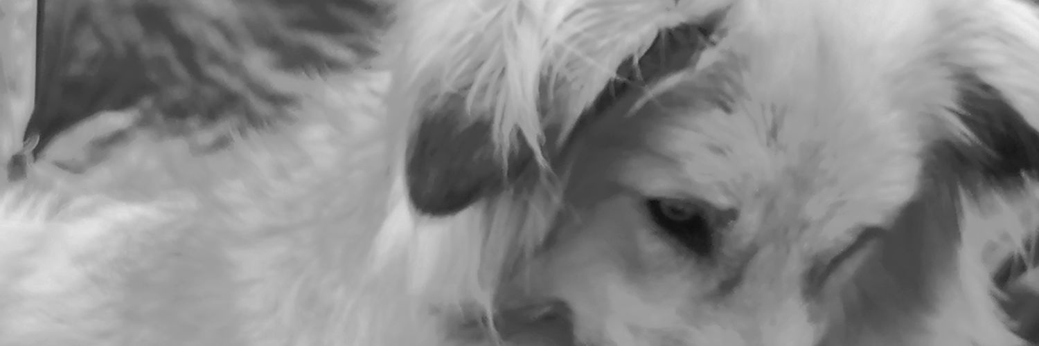 elo_michel's profile banner image