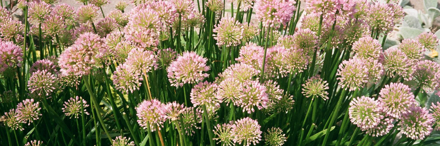 Dominique Bañas banner