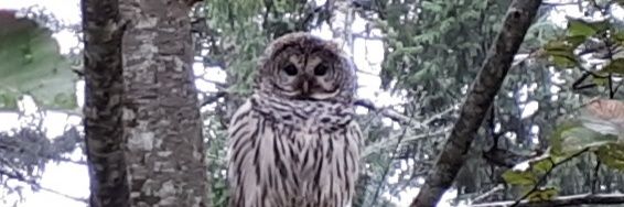 MR Green 🇨🇦🇬🇧 🏴󠁧󠁢󠁥󠁮󠁧󠁿 banner