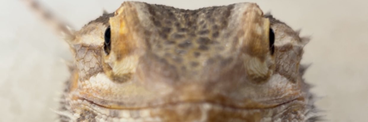 Justine 🐥 banner