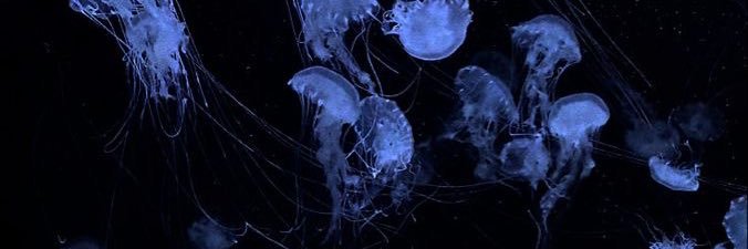 るるあ@取引垢 banner