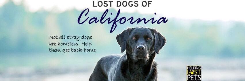 Lost Dogs of CA banner