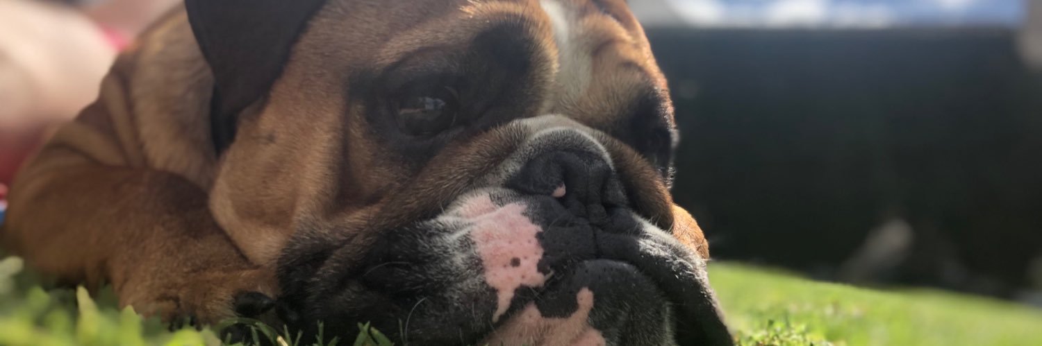panchodn's profile banner image