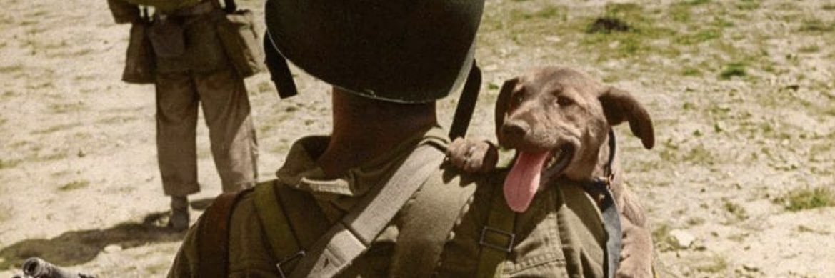bobbiepanzer's profile banner image