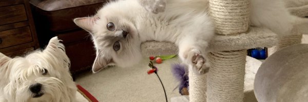 SamRaincock Profile Banner