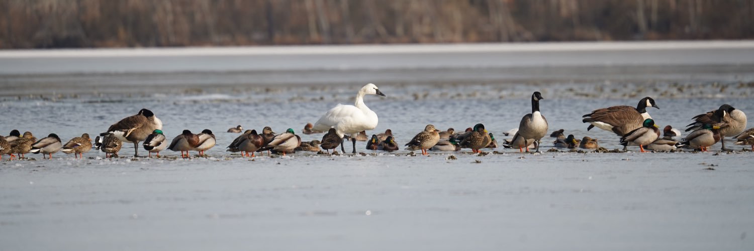 gummy 🦆🦆🦆 banner