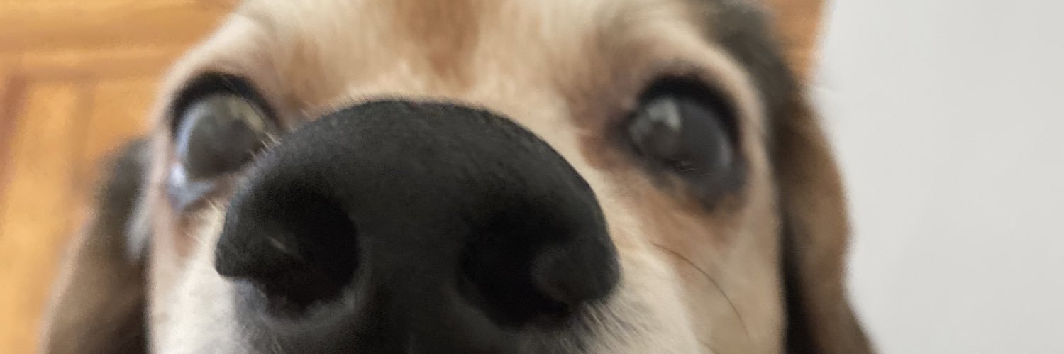 LauraCGurf's profile banner image