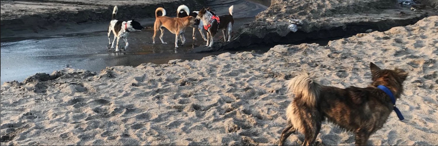 sweeeeetchoco's profile banner image