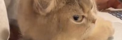 D banner