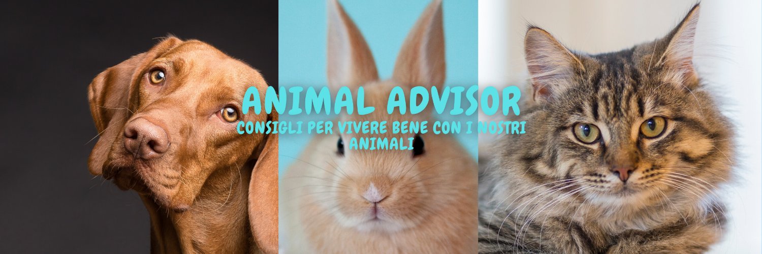 AdvisorAnimal's profile banner image