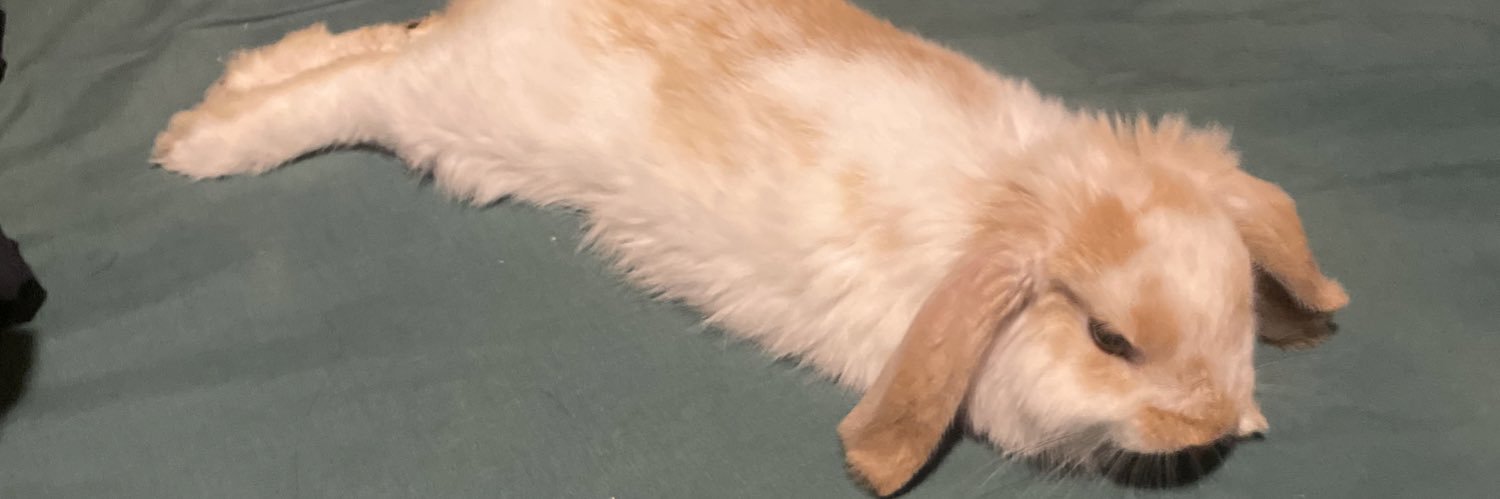 cat_tuti's profile banner image