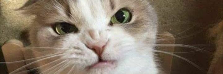 limoeiroJess's profile banner image