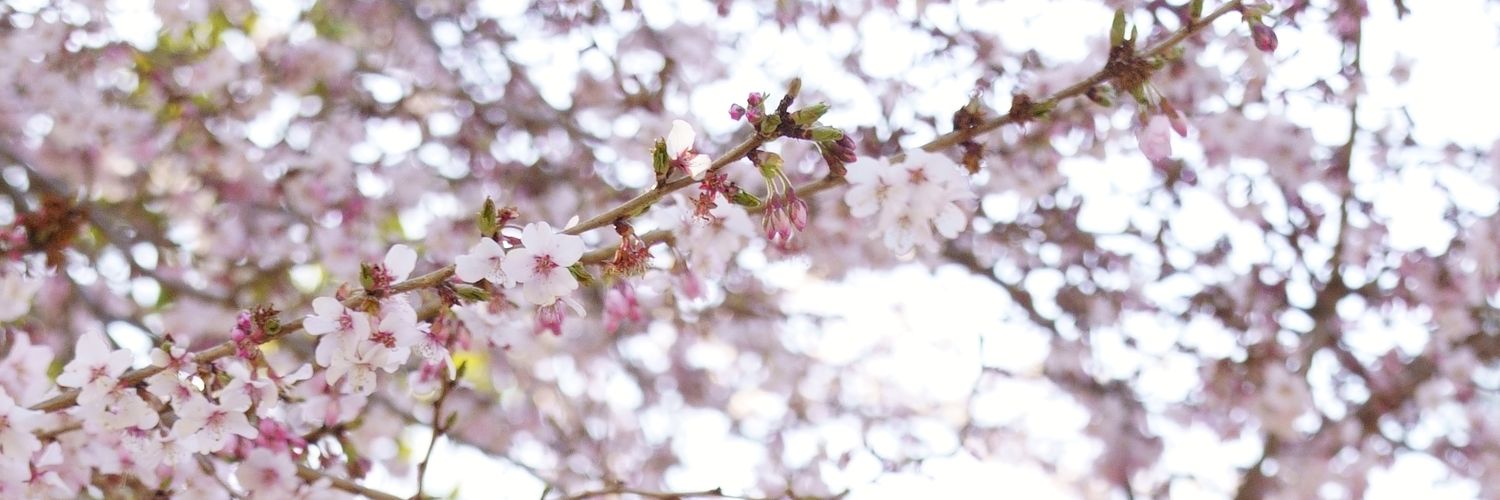 tsuda_cchi's profile banner image