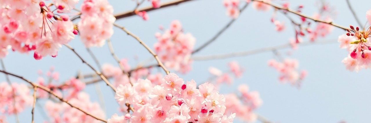 (로그아웃) 사쿠라 고등학교 banner