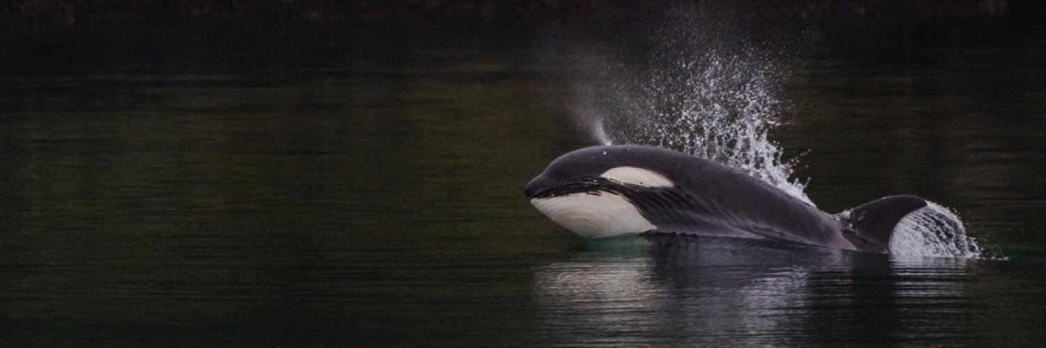 Western Prince Whale Watching banner