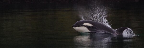 orcawhalewatch Profile Banner