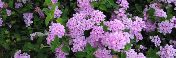 readergirld Profile Banner