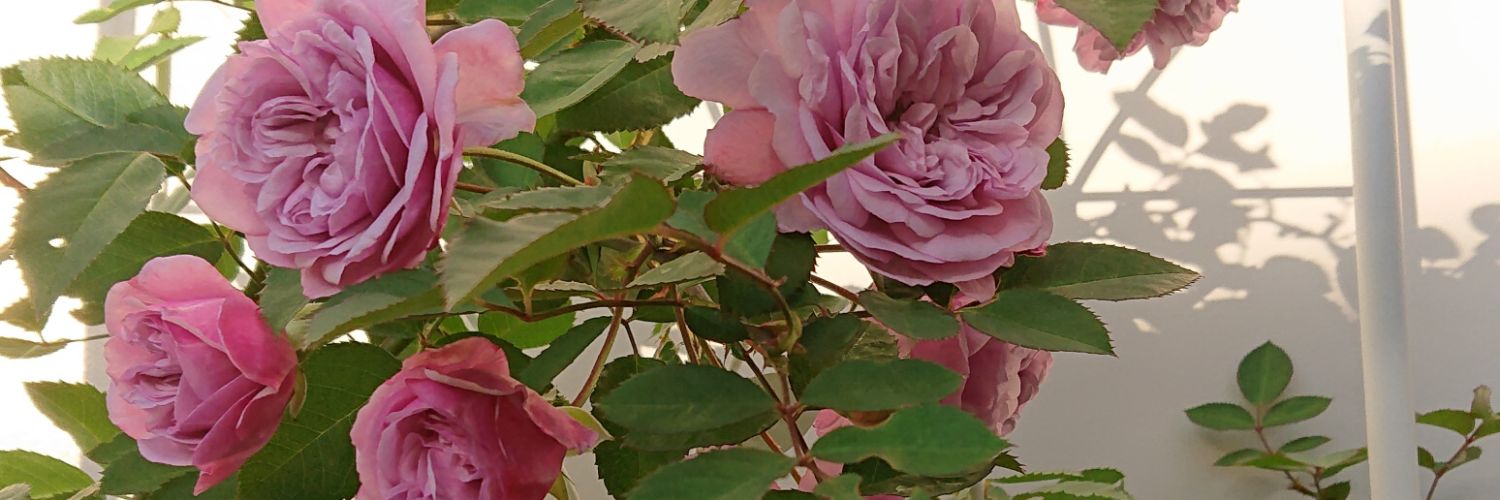 mi__s's profile banner image