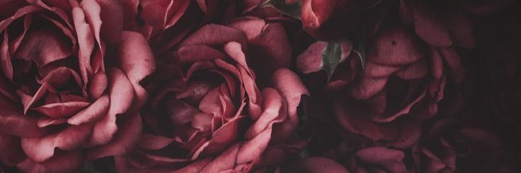 _presim's profile banner image