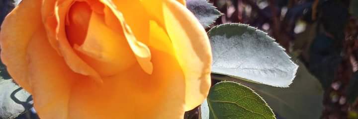 BirdiesBranch1's profile banner image