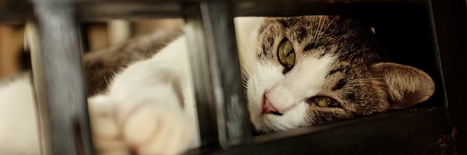JudeMacson's profile banner image