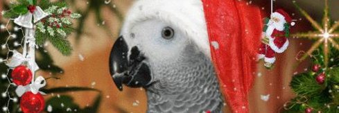 F4DBS Philippe banner