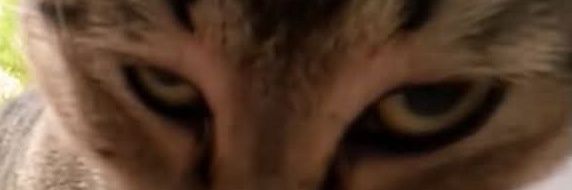 Lp (🎉🎉) banner