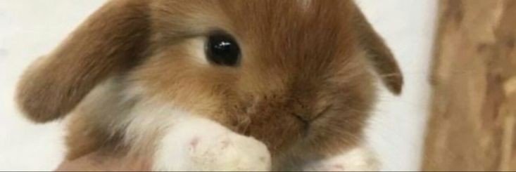 NacreHannip's profile banner image