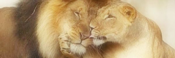 faiz26701's profile banner image