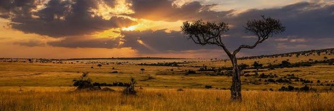 CogniSavant 🇿🇦 banner