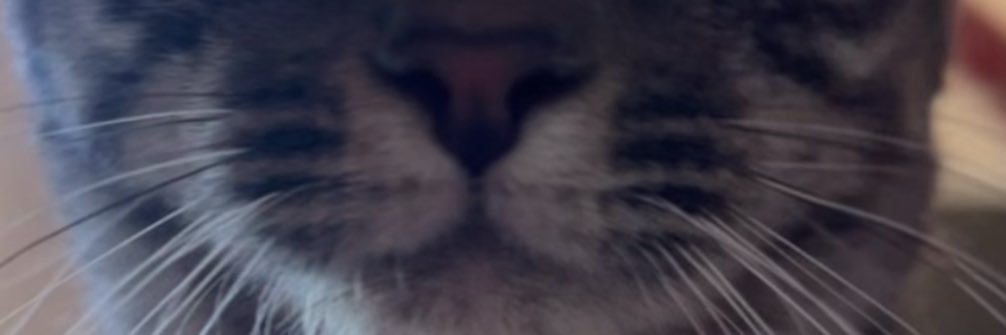 cilla ❦ banner