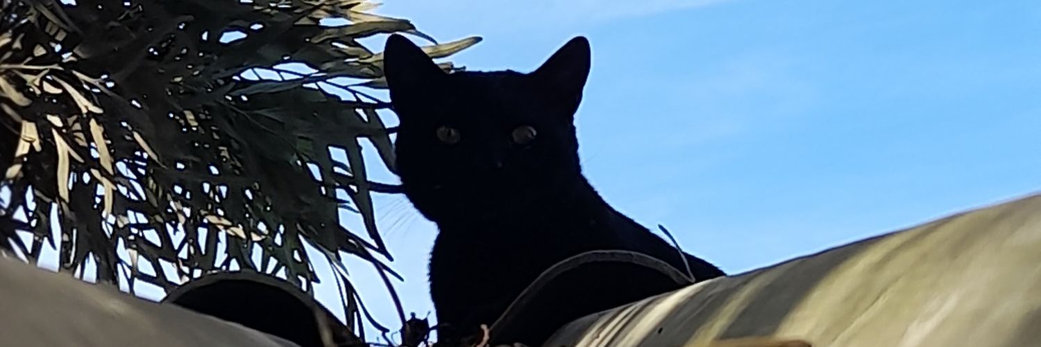 chaan_nee's profile banner image